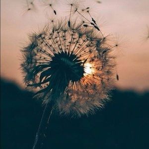 Meet your Posher, Ella